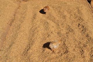 Día 32: Caminando desde Nagarkot a Changu Narayan. Bhaktapur.