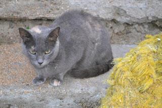 Día 43: Recorriendo el Norte del Rif. De Chaouen a Tetouan, Assilah y alrededores de Tánger.