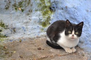 Día 42: Chefchaouen (Chaouen), la ciudad Azul...