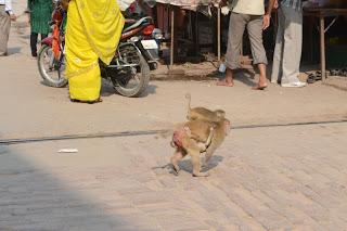 Día 29: Paseando Varanasi (Benarés). Fiesta del Sacrificio.