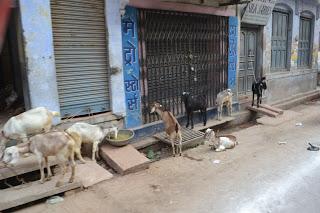 Día 29: Paseando Varanasi (Benarés). Fiesta del Sacrificio.