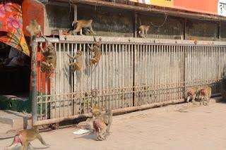 Día 29: Paseando Varanasi (Benarés). Fiesta del Sacrificio.