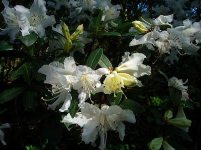 ¡De las antípodas a La Saleta! Nos visitan de Australia y las camelias van dando paso a los rododendros.