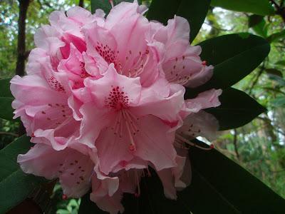 ¡De las antípodas a La Saleta! Nos visitan de Australia y las camelias van dando paso a los rododendros.