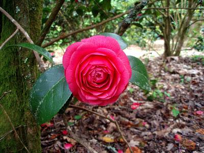 ¡De las antípodas a La Saleta! Nos visitan de Australia y las camelias van dando paso a los rododendros.