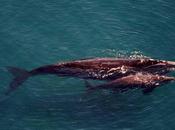 Sigue desconcertando mortandad ballenas francas Patagonia