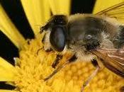 Esperanza para abejas
