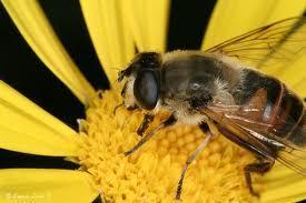 ESPERANZA PARA LAS ABEJAS