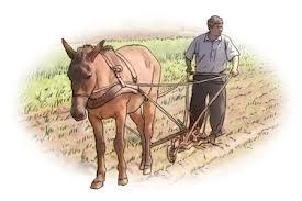 PRÁCTICAS AGRÍCOLAS TRADICIONALES: LOS HORMIGUEROS