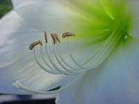 II CONCURSO DE FOTOGRAFÍA JARDINERA