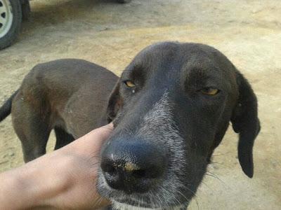 Damo, pata rota en el campo junto a una hembra DAMA seguramente preñada!!! (Sevilla)