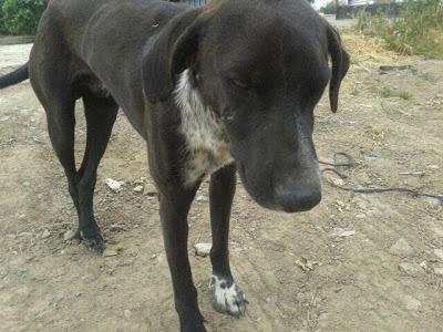 Damo, pata rota en el campo junto a una hembra DAMA seguramente preñada!!! (Sevilla)