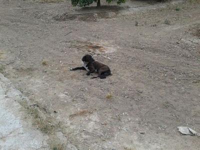 Damo, pata rota en el campo junto a una hembra DAMA seguramente preñada!!! (Sevilla)
