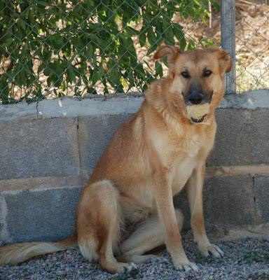 Layka, su dueño ha querido sacrificarla, en adopción!‏