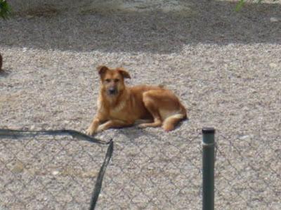 Layka, su dueño ha querido sacrificarla, en adopción!‏