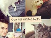 Iniciativas blogueriles: #tumascota, #summerswap