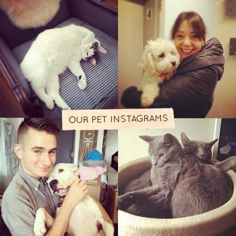 reto #tumascota reto #tumascota