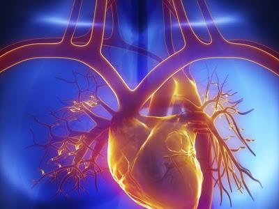 proteína puede rejuvenecer el corazón