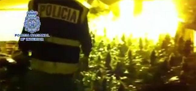 La policía, colocada por un alijo de marihuana depositado en la Comisaría de Benidorm