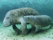 increíbles mamás humanas?