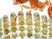 Inventan cámara digital imita visión insectos