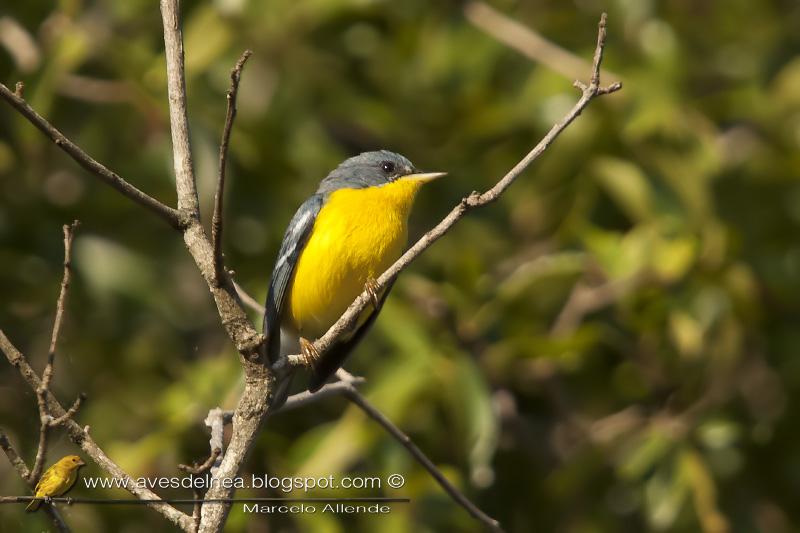 El Pity siempre presente (Tropical Parula)