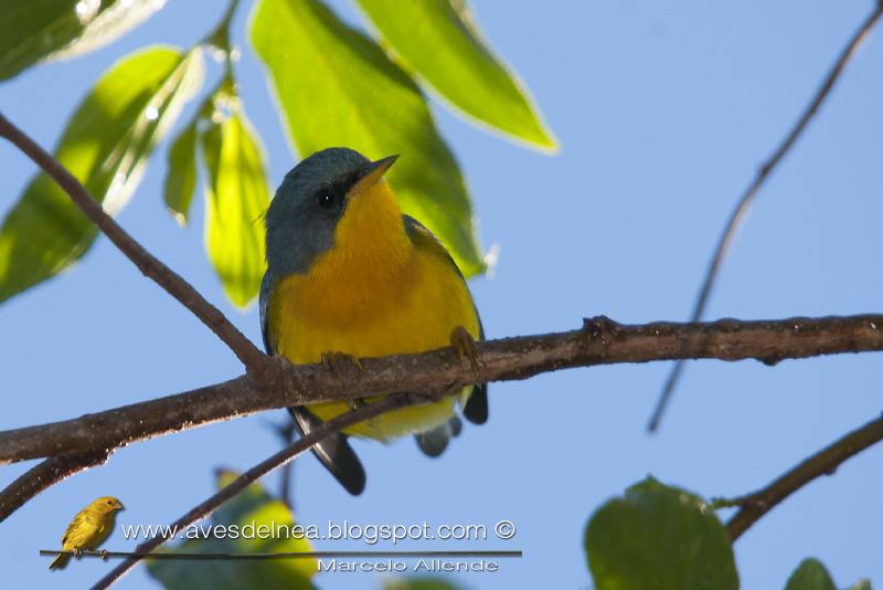 El Pity siempre presente (Tropical Parula)