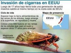 EEUU se prepara para recibir una invasión de cigarras EEUU se prepara para recibir una invasión de cigarras