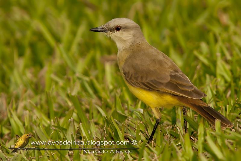 Tumbing con un Picabuey