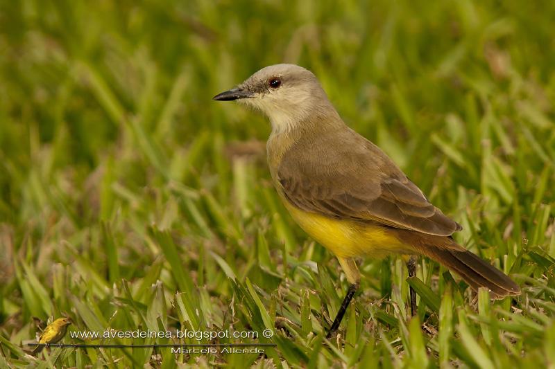 Tumbing con un Picabuey