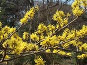 Hamamelis