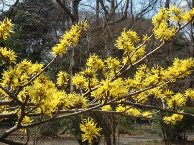 Hamamelis