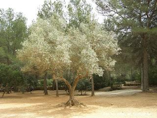 El parque de Les Cansalades (Javea, Alicante)