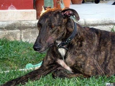 SANTO, GALGO DE 3 AÑOS, CON LEISHMANIA, EN ADOPCIÓN‏.