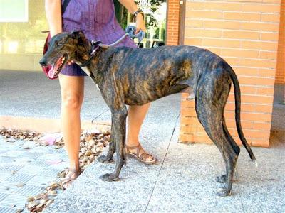 SANTO, GALGO DE 3 AÑOS, CON LEISHMANIA, EN ADOPCIÓN‏.