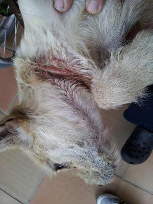 PANCHO,cachorro de 4 meses con herida en cuello,MUY URGENTE!!