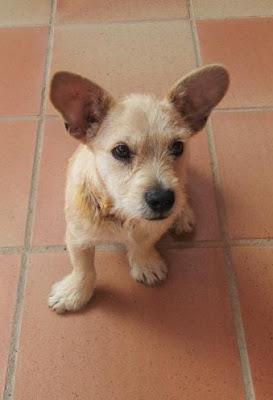 PANCHO,cachorro de 4 meses con herida en cuello,MUY URGENTE!!