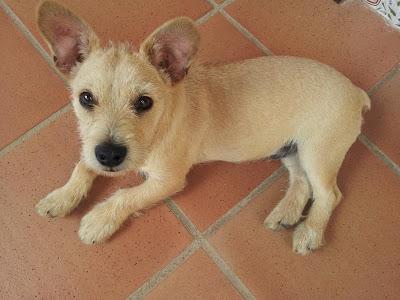 PANCHO,cachorro de 4 meses con herida en cuello,MUY URGENTE!!