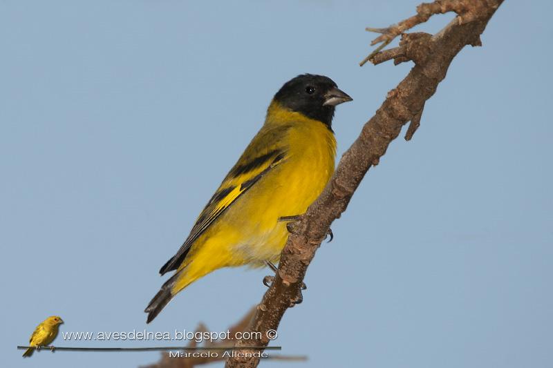 Me visitaron los Cabecita negra