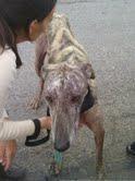 En este estado hemos recogido a nuestro galgo Carr. (Sevilla)