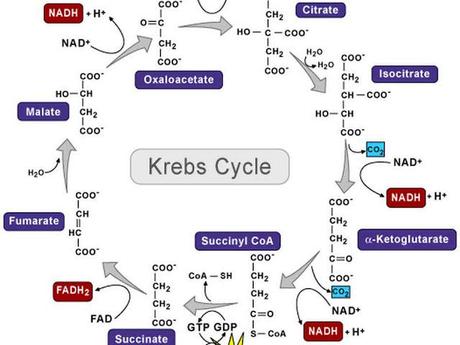 El ciclo de Krebs o ciclo de los ácidos tricarboxilicos