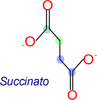 Succinato a Fumarato