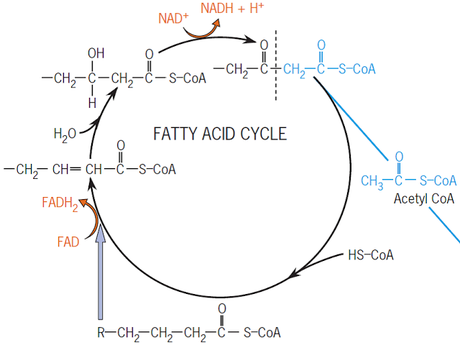El ciclo de los ácidos grasos “para quemar grasa, se necesita agua”