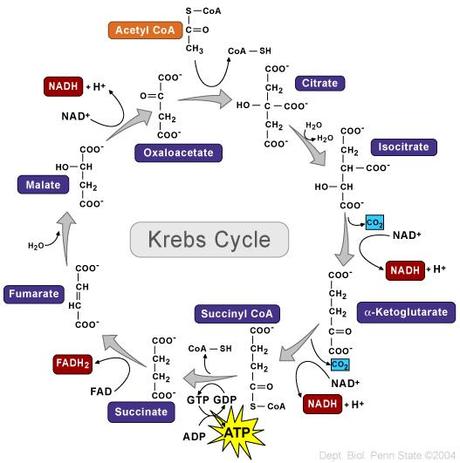Succionil coenzima A a Succinato, cliclo de Krebs, reacción 5