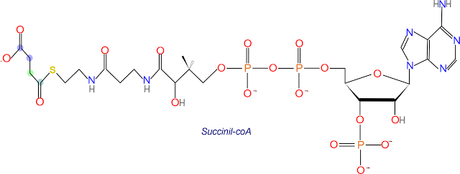 Alfacetoglutarato a succionil coenzima A, ciclo de Krebs reacción 4 Alfacetoglutarato a succionil coenzima A, ciclo de Krebs reacción 4