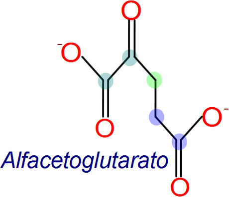 Alfacetoglutarato a succionil coenzima A, ciclo de Krebs reacción 4 Alfacetoglutarato a succionil coenzima A, ciclo de Krebs reacción 4