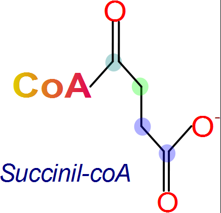 Alfacetoglutarato a succionil coenzima A, ciclo de Krebs reacción 4