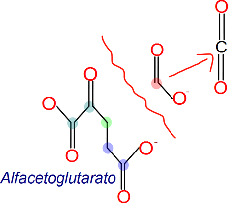 Isocitrato a alfacetoglutarato, ciclo de Krebs, reacción 3