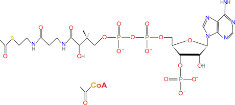 Oxaloacetato a citrato