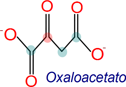 Oxaloacetato a citrato